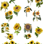 Sunflower transfer Paper
